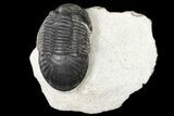 Bargain, Paralejurus Trilobite Fossil - Ofaten, Morocco #134052-1
